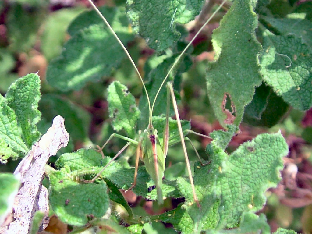 Ortotteri: Phaneropteridae